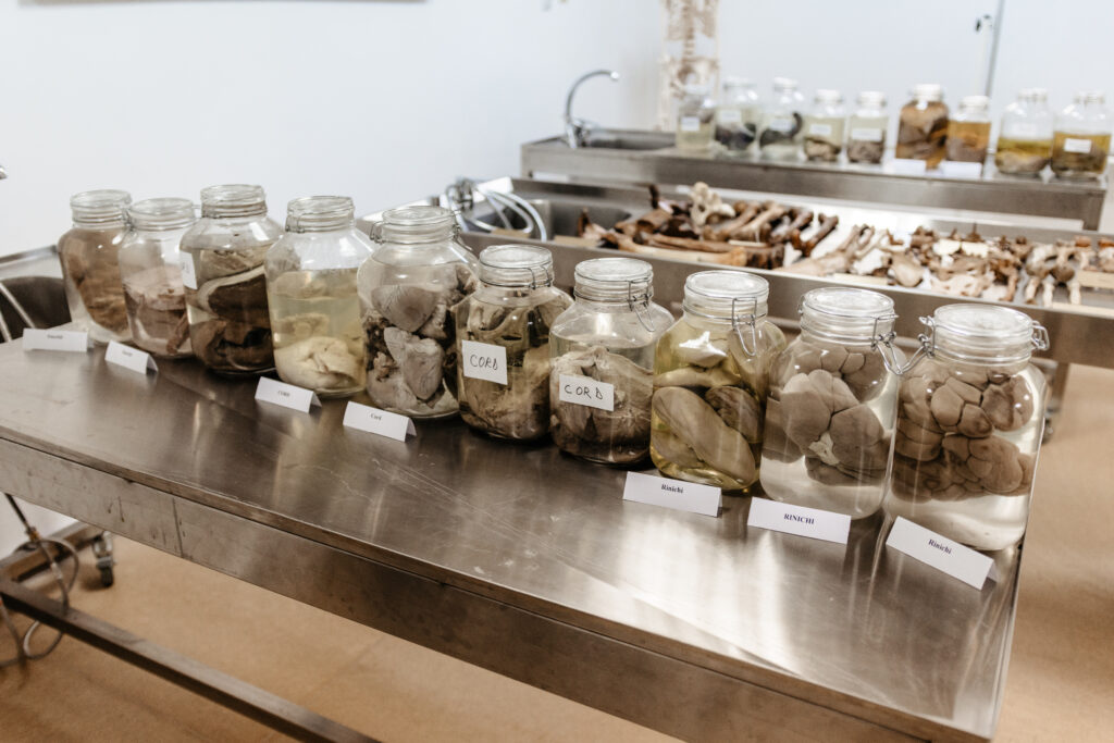 2025-06-26 Muzeu Anatomie-33