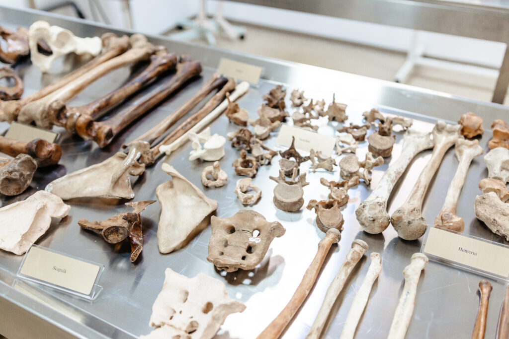 2025-06-26 Muzeu Anatomie-36